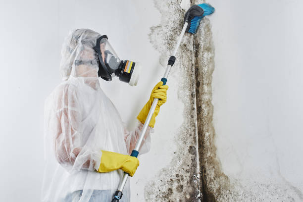 Best Attic Mold Removal  in Barstow, CA