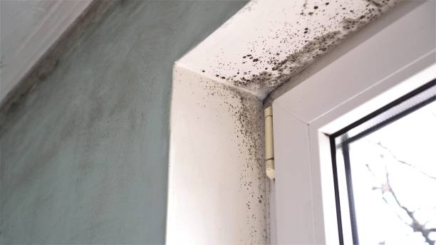 Best Mold Damage Repair  in Barstow, CA