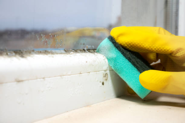 Best Toxic Mold Removal  in Barstow, CA