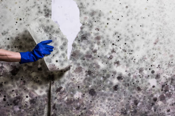 Trusted Barstow, CA Mold Removal Experts