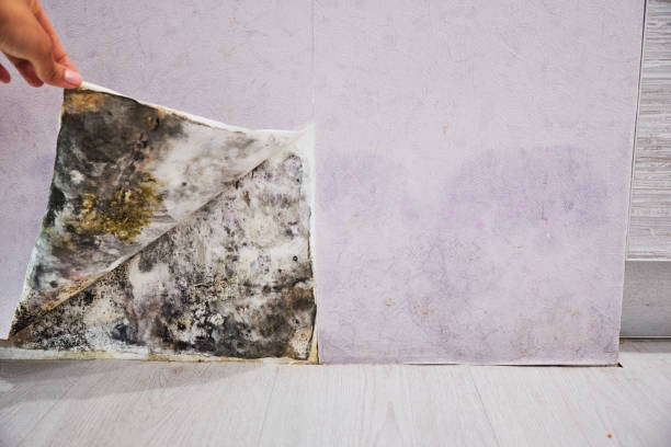 Best Same-Day Mold Removal  in Barstow, CA